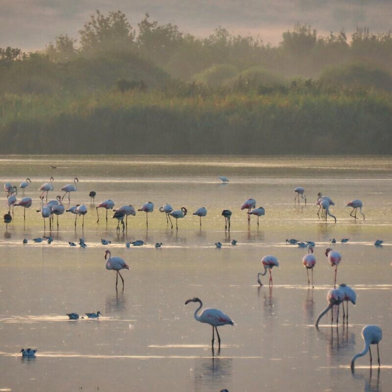 Flamingos at Hula Lake, Israel, 2025. Credit: Inbar Shlomit Rubin, KKL-JNF.