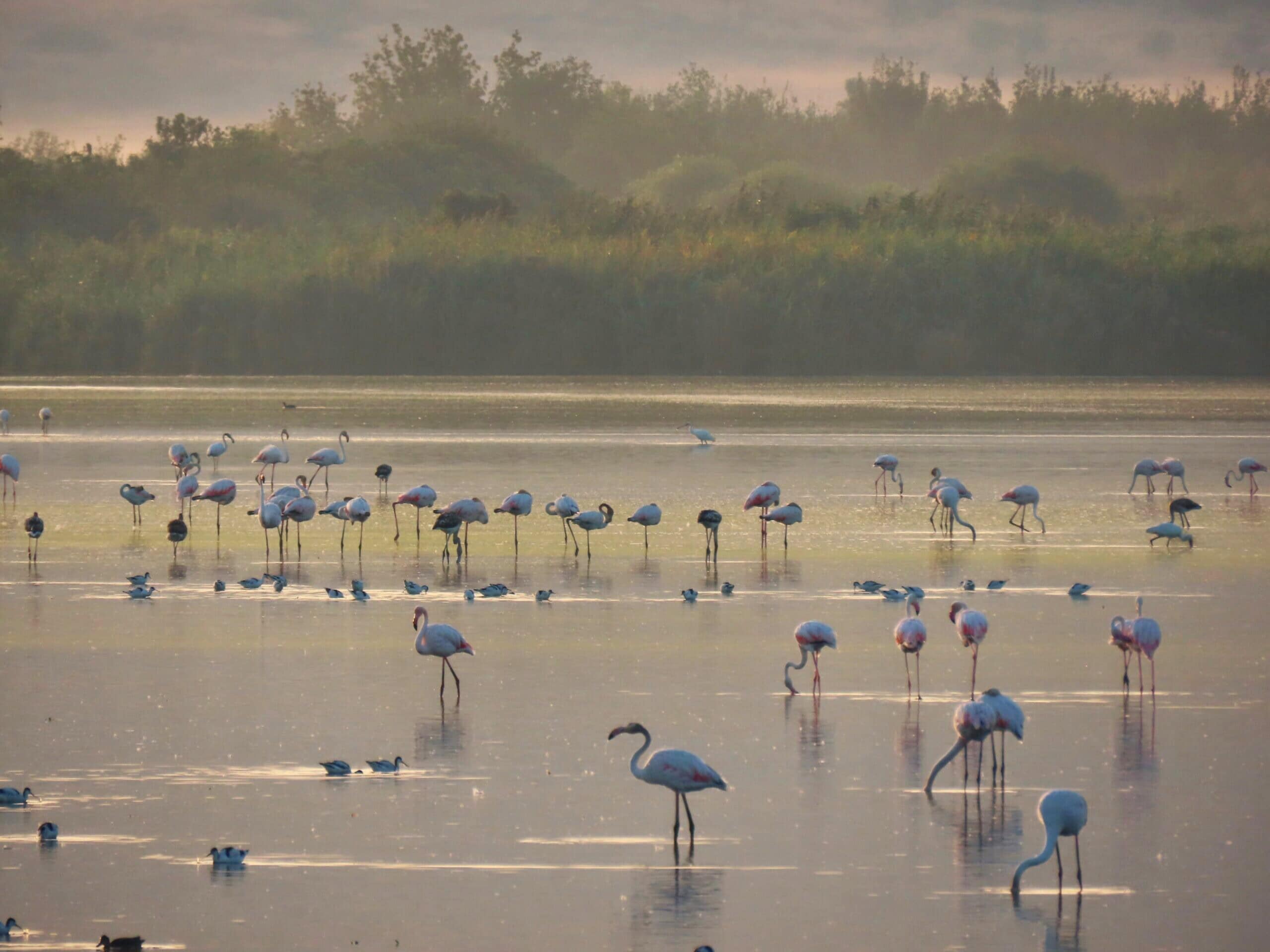 Flamingos, Hula Lake
