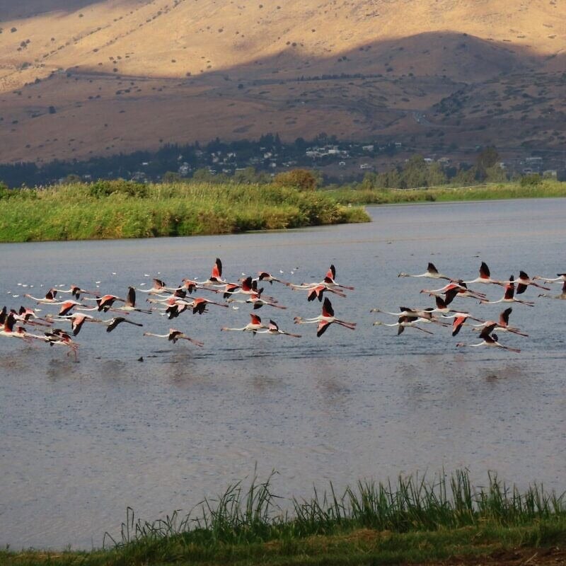 Flamingos at Hula Lake, Israel, 2025. Credit: Inbar Shlomit Rubin, KKL-JNF.