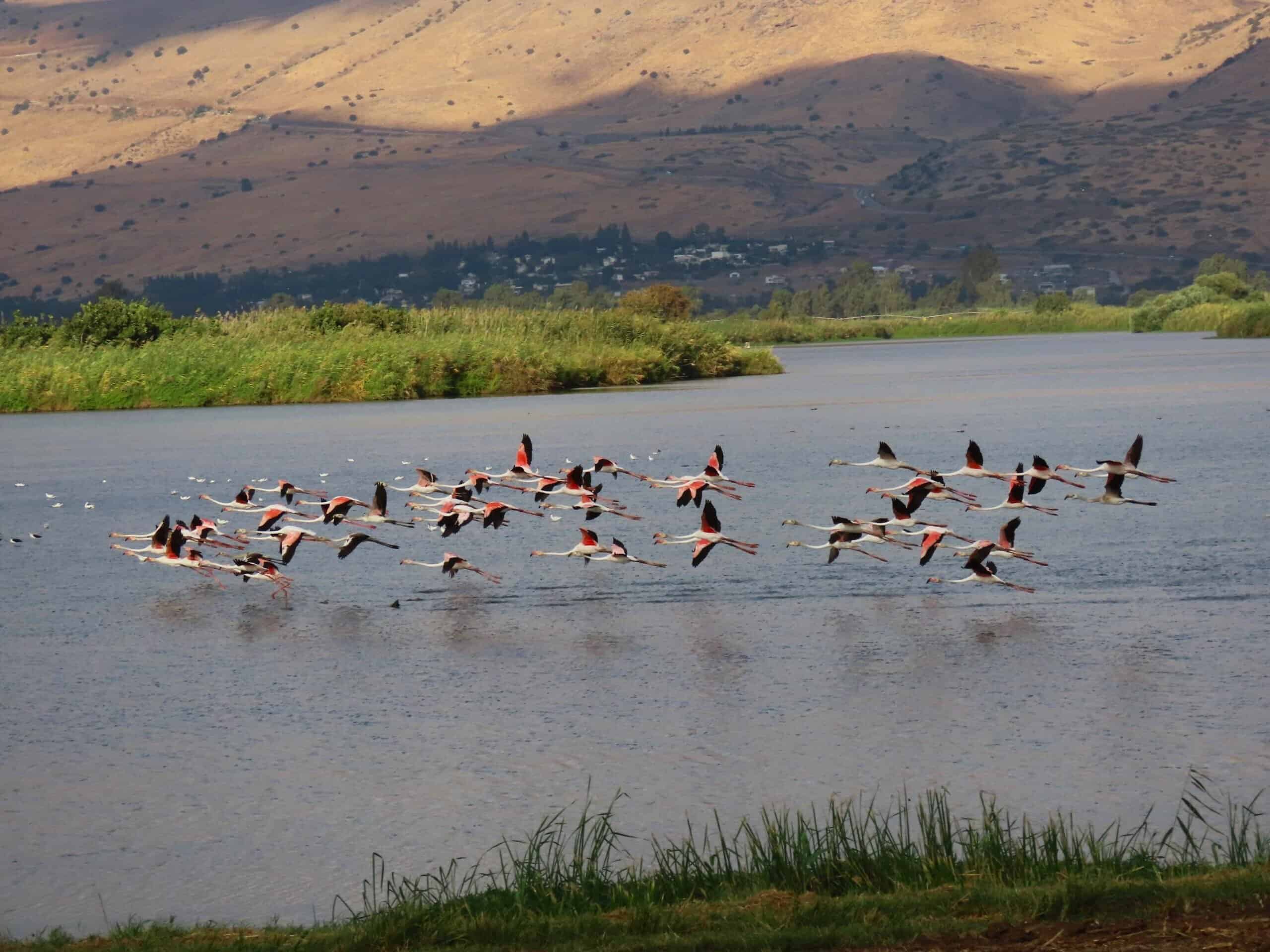 Flamingos, Hula Lake