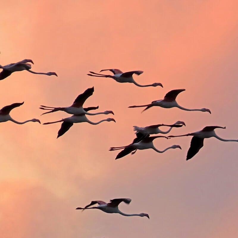 Flamingos at Hula Lake, Israel, 2025. Credit: Inbar Shlomit Rubin, KKL-JNF.