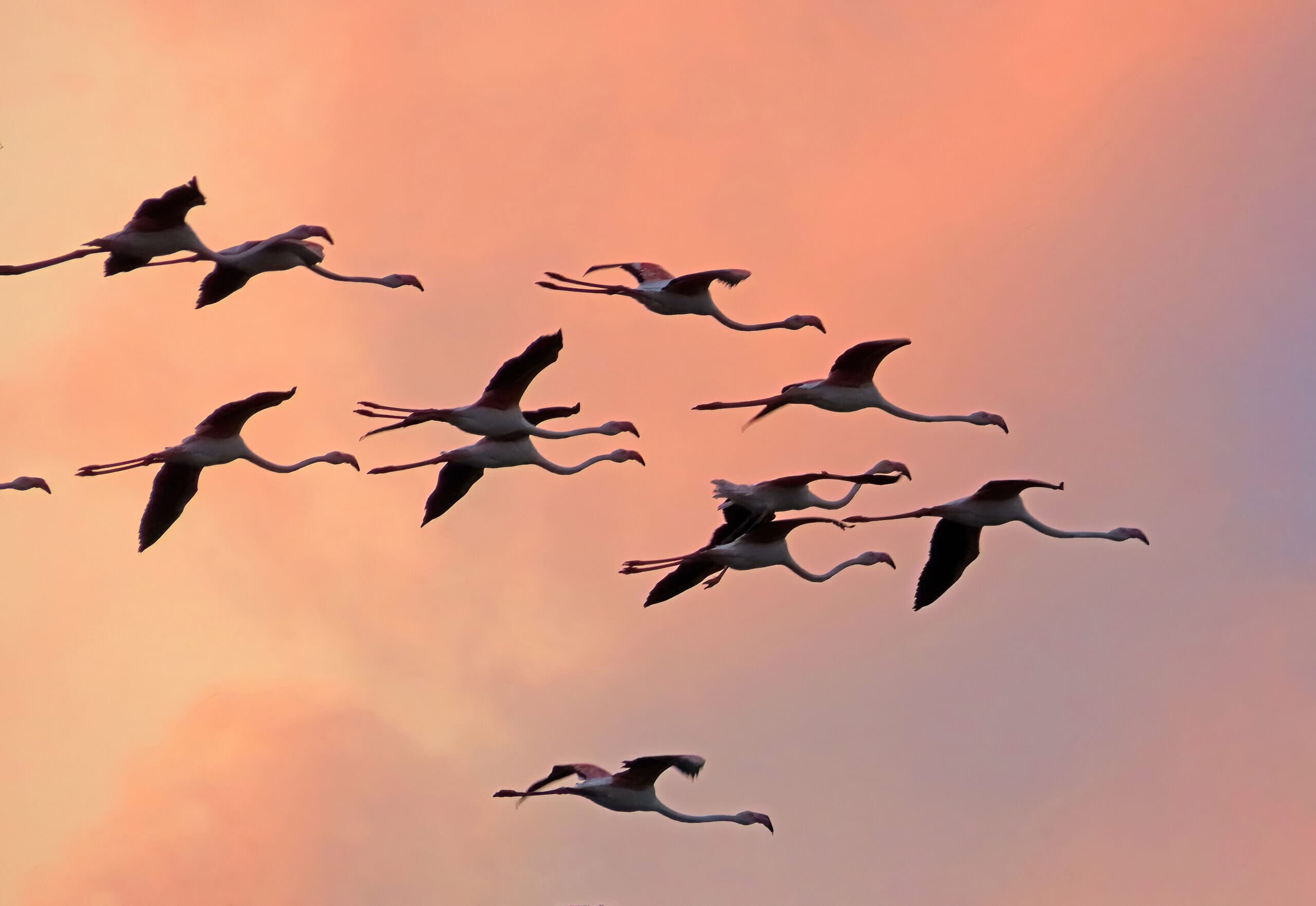 Flamingos, Hula Lake