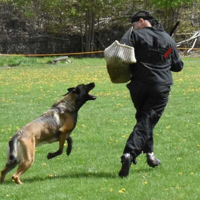 Security dog Luna practices her moves as part of her training at K9 Tech Security. Credit: Courtesy.