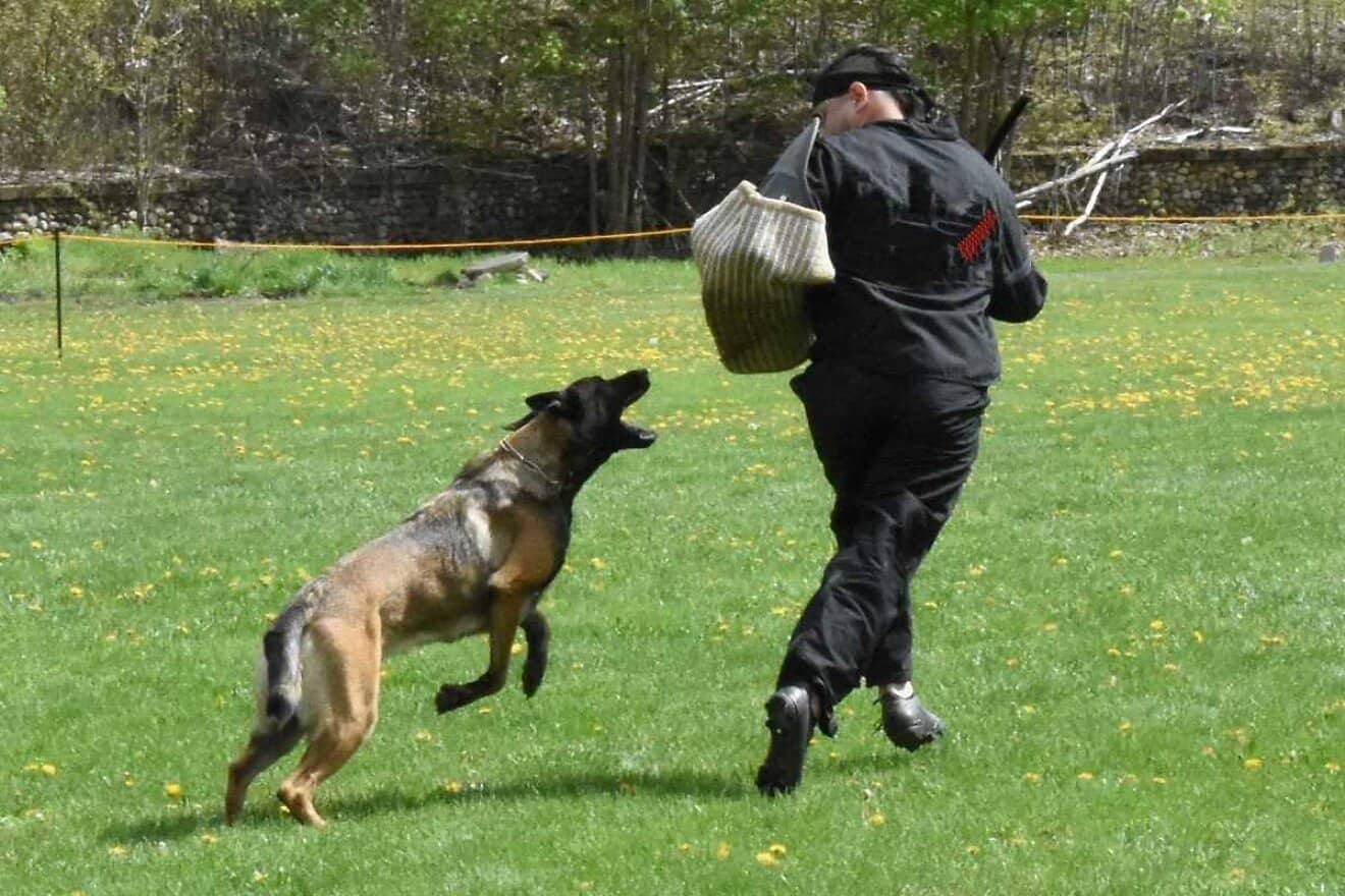 Security dog Luna practices her moves as part of her training at K9 Tech Security. Credit: Courtesy.