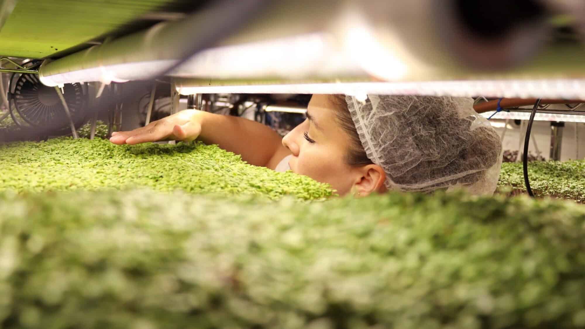 Orya Marriott, with help from friends, neighbors and volunteers, has been managing the Israel Microgreens business in southern Israel while her husband, Reuven, has fought in the war. Credit: Courtesy the Marriotts.