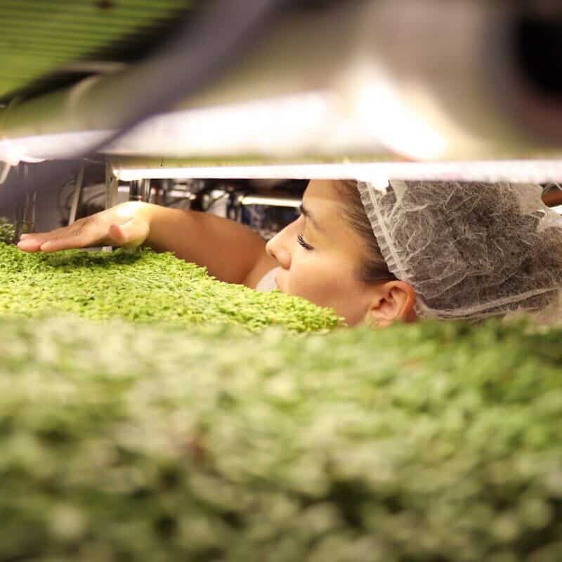 Orya Marriott, with help from friends, neighbors and volunteers, has been managing the Israel Microgreens business in southern Israel while her husband, Reuven, has fought in the war. Credit: Courtesy the Marriotts.