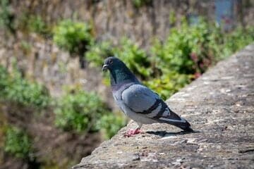Pigeon. Credit: Freddy/Pixabay.