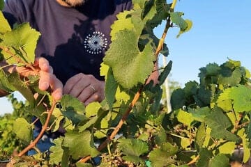 David Pinto inspects his Pinto Winery's Chardonnay white wine grapes at the start of harvest season on July 19, 2022 in the Kerem Yerucham vineyard in Israel's Negev Desert. Photo by David Silverman/Getty Images.