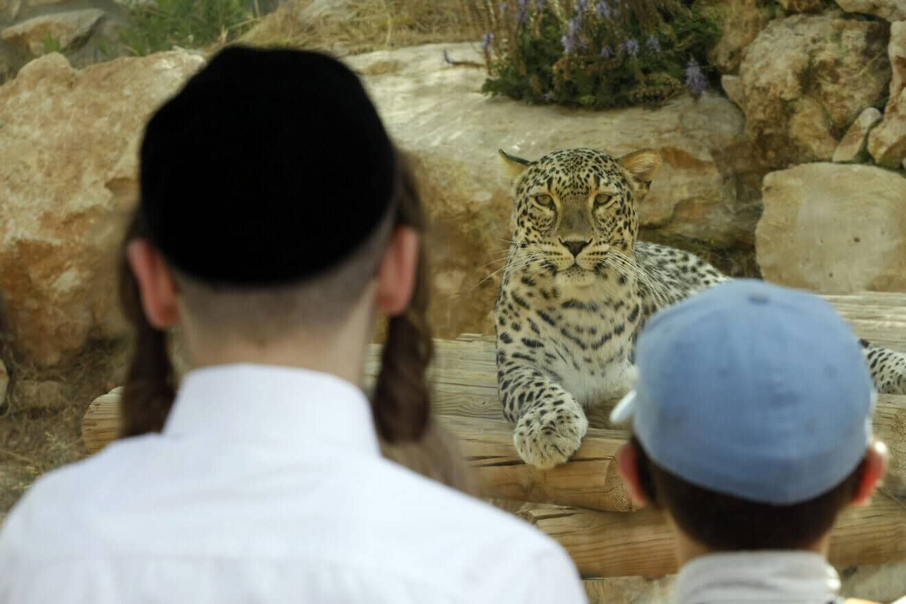 Visitors check out a leopard at the Jerusalem Biblical Zoo on July 05, 2009. Photo by Abir Sultan/Flash90.