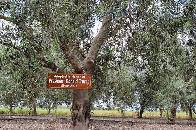 An olive tree adopted in honor of President Donald Trump at Moshav Hayogev, August 4, 2025. Photo by Tal Marom.